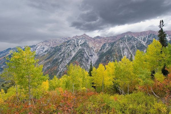 Fall Foliage in Little Cottonwood Canyon, Red Pine Trail, Wasatch-Cache National Forest, Utah.
